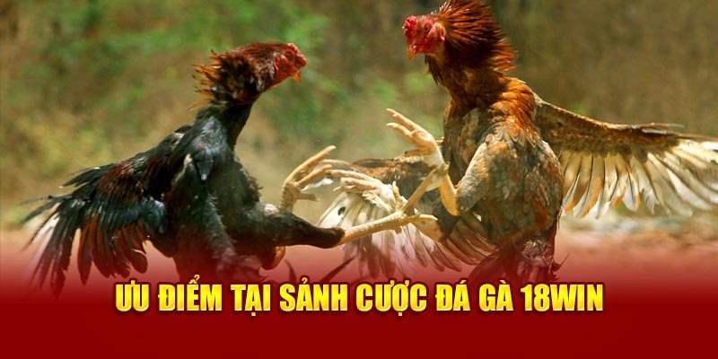 Đá gà 18Win cung cấp nhiều khuyến mãi hấp dẫn