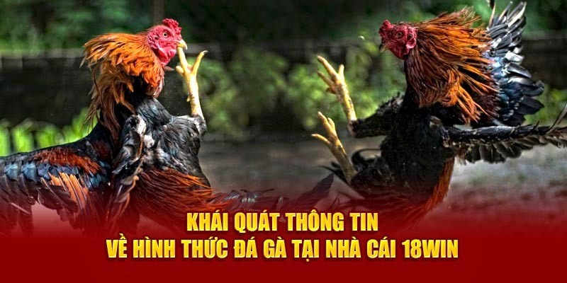 Thông tin tổng quan về đá gà 18Win