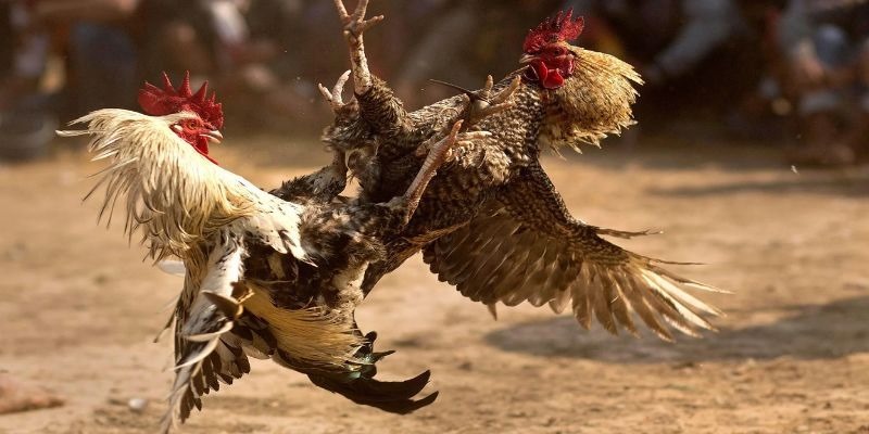 Đá Gà 18Win - Điểm Giải Trí Lý Tưởng Cho Mọi Tân Thủ