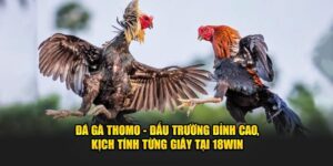 Đá Gà Thomo - Đấu Trường Đỉnh Cao, Kịch Tính Từng Giây Tại 18Win